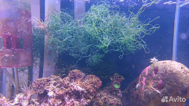 Хетоморфа - водоросли для морского аквариума