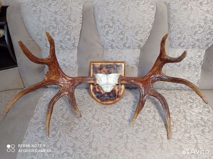 Продам рога лося