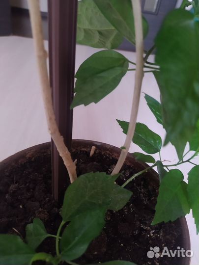 Гибискус (китайская роза)