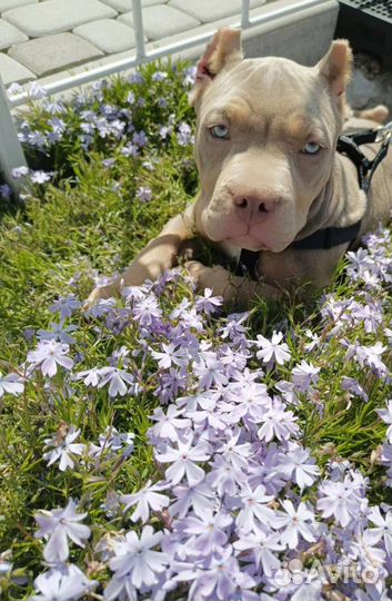 Американский булли xl