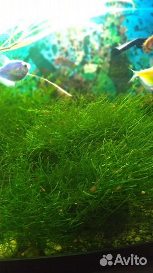 Водоросли мох яванский