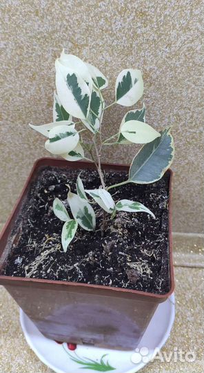 Фикус Бенжамина старлайт