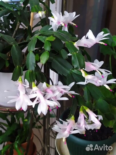 Комнатный цветок декабрист