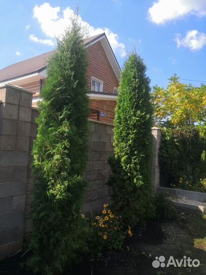 Туи разных сортов