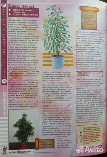 Фикусы Бенджамина пестролистные