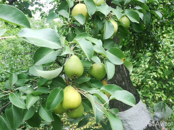 Продам грушу