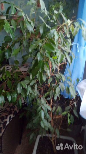Фикус бенджамина большой