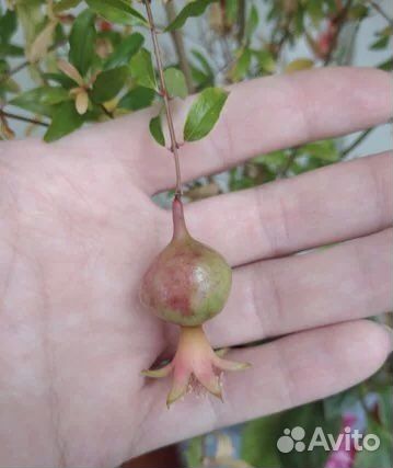 Гранат карликовый Карфаген комнатный