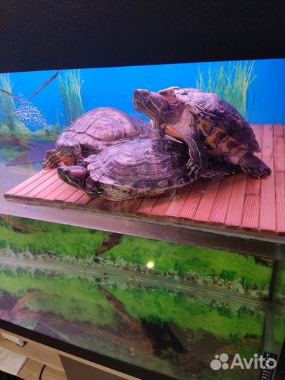 Черепашки красноухие