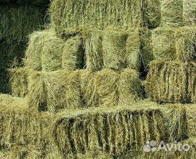 Сено в квадратных тюках разнотравья