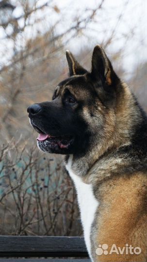 Американская акита