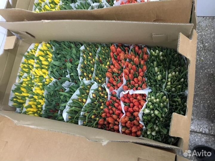 Тюльпаны к 8 марта с доставкой