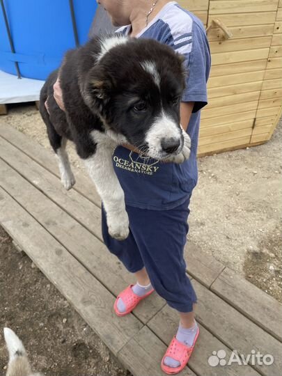 Щенки сао алабай