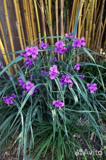 Традесканция садовая многолетняя