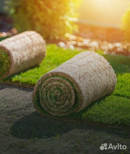 Рулонный газон