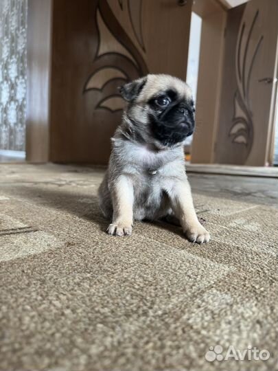 Щенки мопса девочка