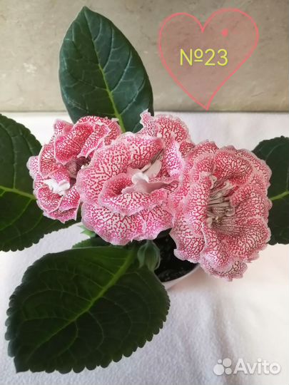 Глоксиния лист