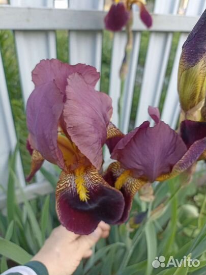 Ирисы. Лилии