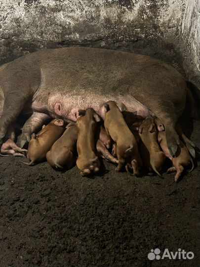 Поросята дюрок