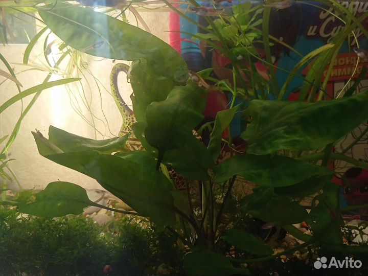Гуппи, креветки, улитки, растения