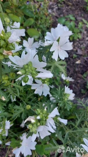 Мальва мускусная