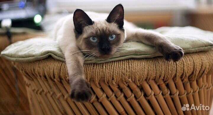 Гостиница для кошек в домашних условиях.Передержка