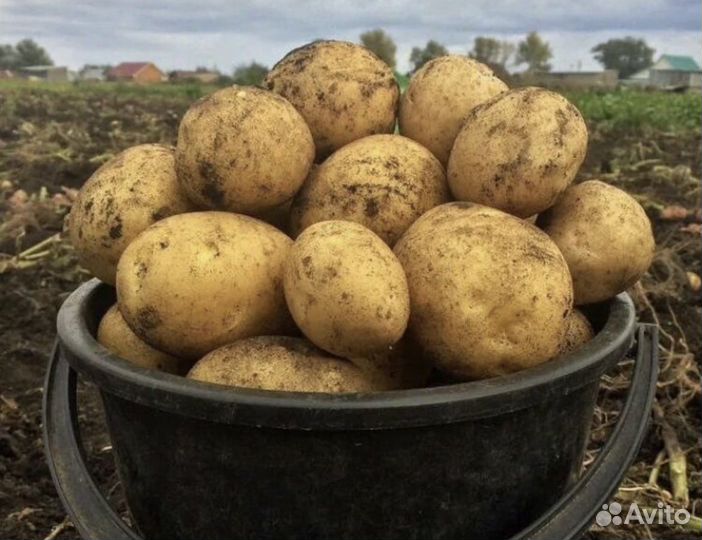 Продам картофель