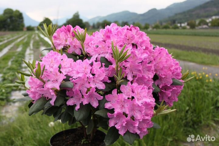 Рододендрон гибридный Розеум Элеганс (5 лет, 10 л)