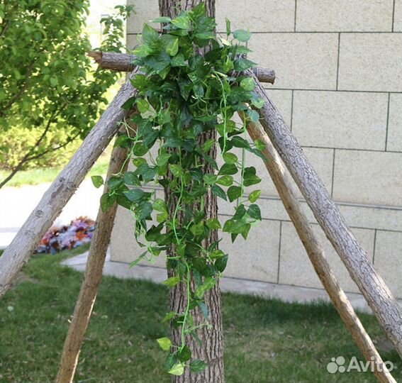 Ампельная зелень