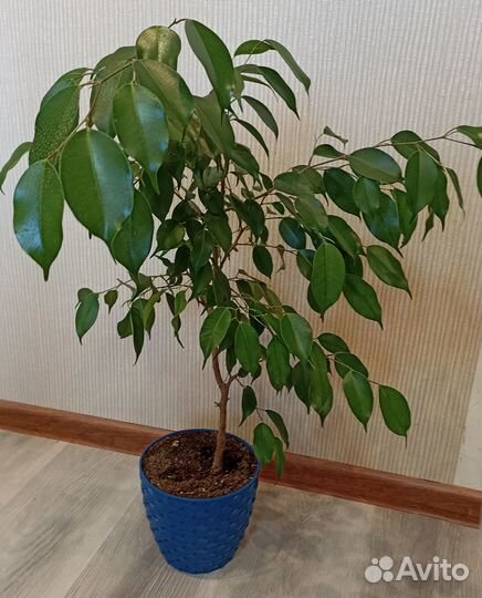 Фикус бенджамина