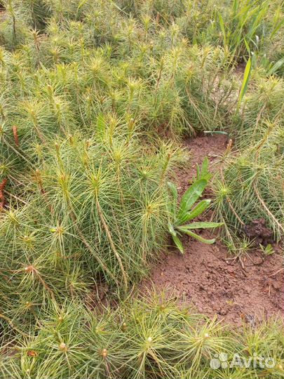 Сеянцы сосны обыкновенной (окс) однолетки