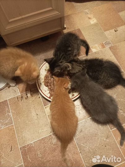 Котятки в добрые ручки