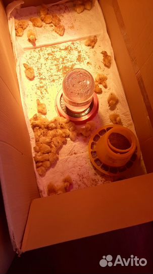 Инкубационное яйцо перепелов, цыплята