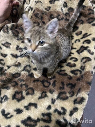 Котенок в добрые руки