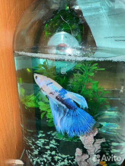 Аквариумные рыбки петушок