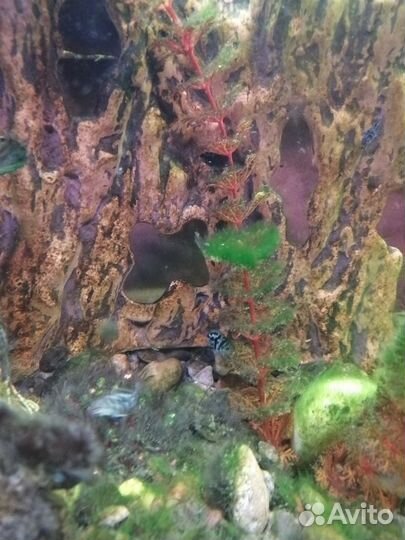 Рыбка попугай