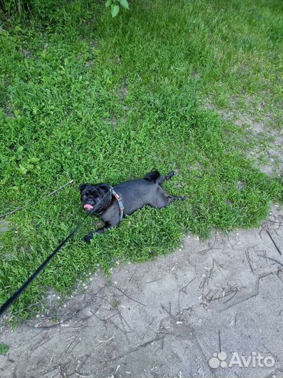 Мопс вязка мальчик