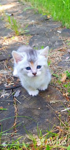 Манчкин голубоглазые коротколапые котята объявление продам