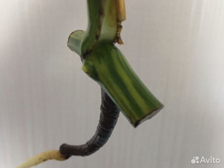 Монстера yellow желтая