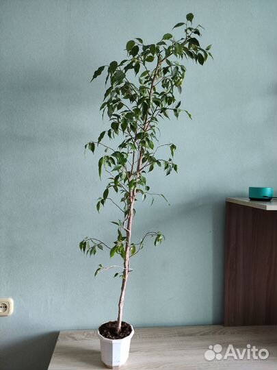 Взрослые фикусы