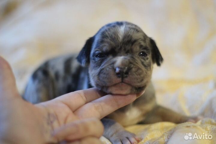 Ам.булли щенки в типе покет