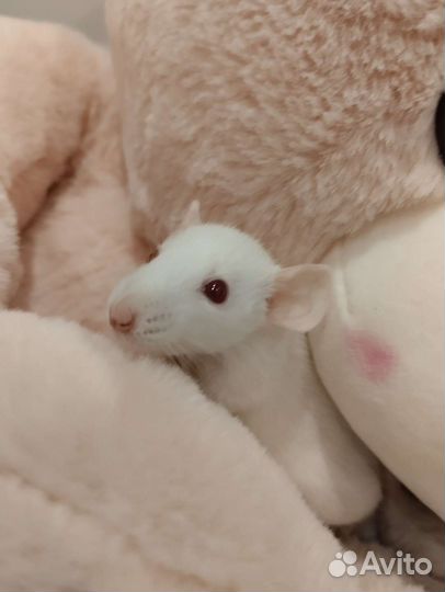 Крыса с клеткой бесплатно