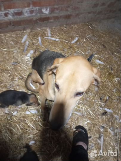 Русская гончая