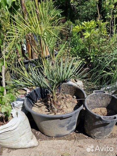 Пальмы бутия, финиковая,трахикарпус,банановая и др