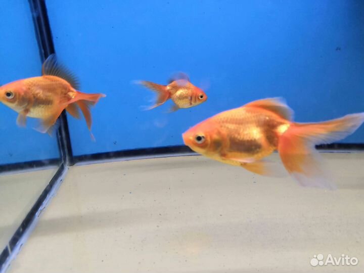 Продам рыбок