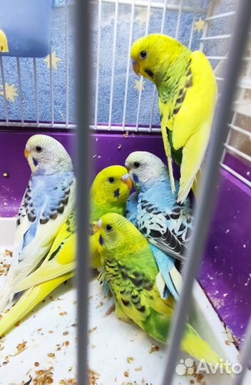 Волнистый попугай