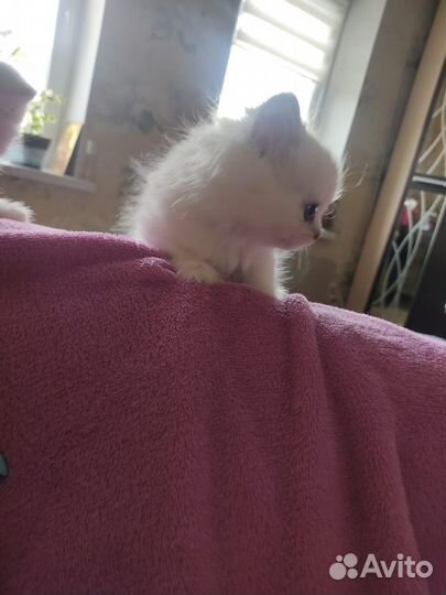 Малышка ищет семью