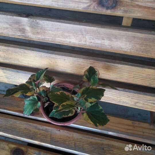 Хауттюйния