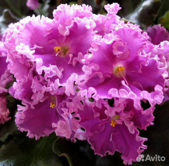 Крупноцветковые сенполии. Фиалки