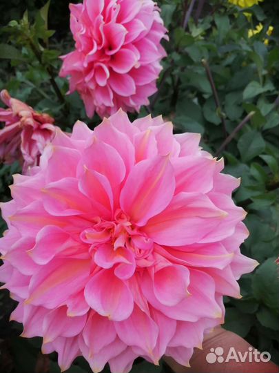 Георгины клубни